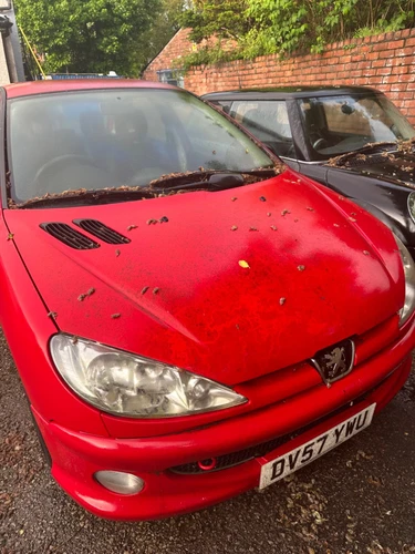 peagout 206 - Picture 1 of 7