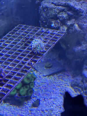 Neon Duncan~ Live Coral Frag ~ World Wide Corals ~ #250