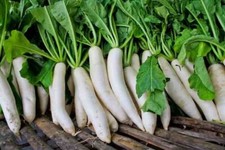 Semillas de rábano MIYASHIGE Semillas vegetales Semillas de Miyashige Daikon Semillas de rábano blanco