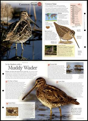 Common Snipe #55 Birds - Discovering Wildlife Fact File Fold-Out Card