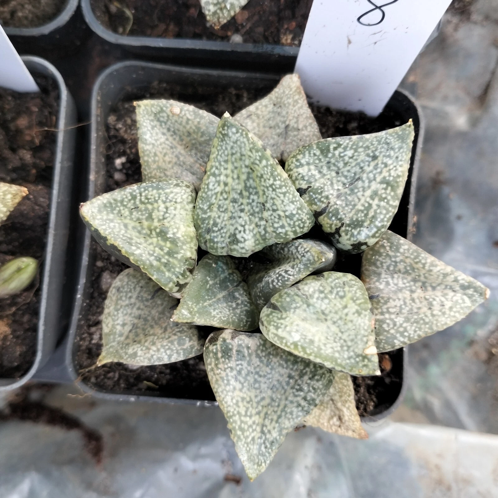 haworthia Rare plant # 8, about 8cm Succulent
Opens in a new window or tab