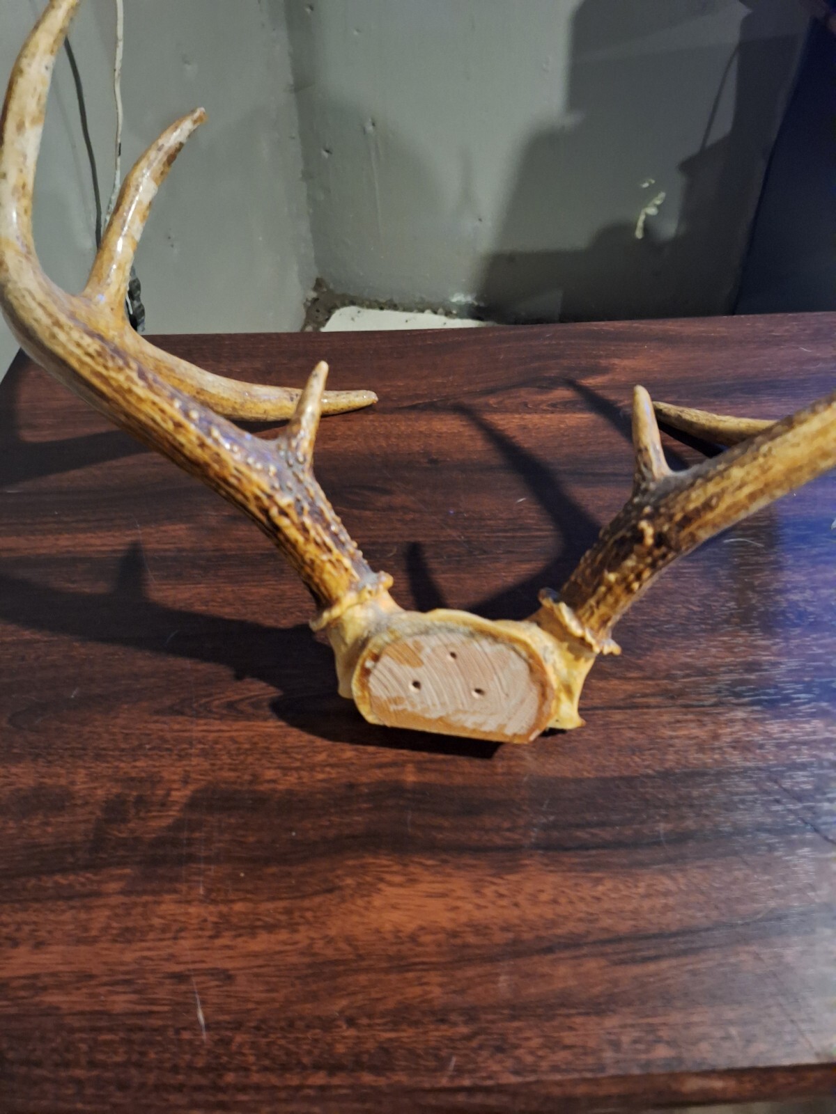 whitetail deer antlers for sale eBay