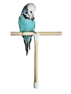 EWS PRODUCTS T Shape Bird Perch Stand. Natural Wood Bird Cage Perch For Budgie, Finch, Parrot