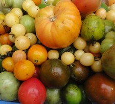 20 GRAINES DE TOMATES BIO (CERISE,POIRE,ROMA,ANANAS,ANDINE C) PARMI 60 VARIÉTÉS