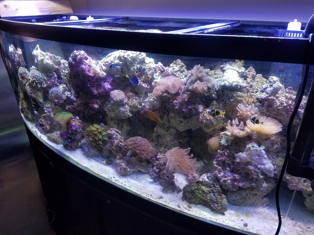 Living Rock Aquarium