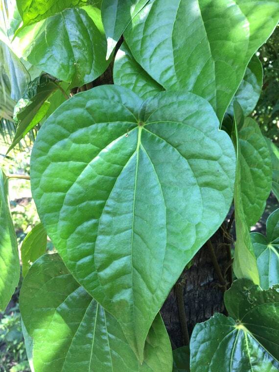 Piper betel BETEL LEAF Herb Seeds! | eBay