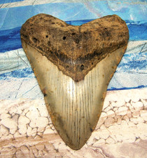 MEGALODON Shark Tooth 4 3/4