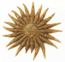 6 Beautiful Brown Multileg "Sunflower" Starfish 4-6" Beach Crafts Ocean Decor