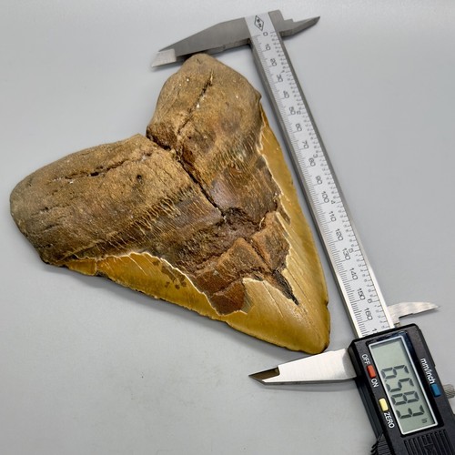 RARE Size MASSIVE Complete 6.58" Fossil MEGALODON Shark Tooth - Picture 2 of 5