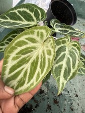 anthurium hybrid Silver Plant