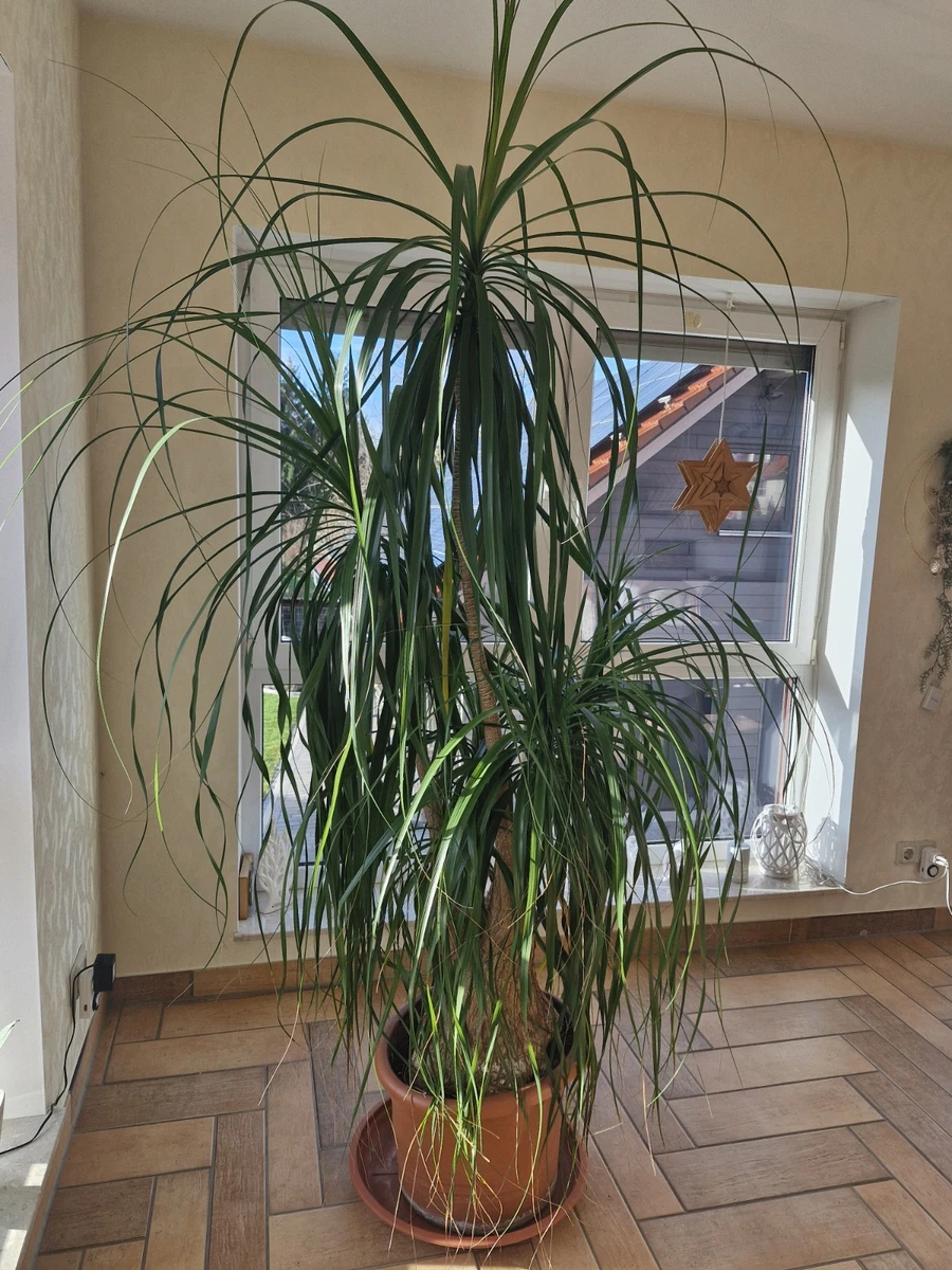 Dickstamm Zimmerpflanze Nolina Beaucarnea Elefantenfu Verzweigt 70 Cm   Pflegeleichte Zimmerpflanze Mit Dickem Stamm