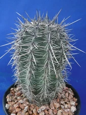 Saguaro Cactus Carnegiea gigantea 5"-10" Tall #2 Grade Landscape Quality! DEAL