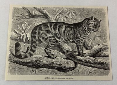 1885 book engraving ~ RIMAU-DAHAN Clouded Leopard