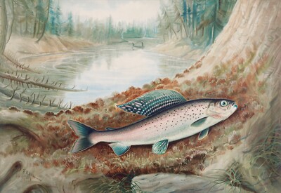 14019.Decor Poster.Room interior art design.Graylin fish.Restaurant kitchen wall