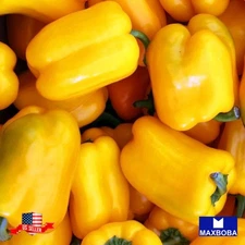 50 Sweet Sunbright Pepper Fresh Seeds Non-GMO Heirloom Vegetable