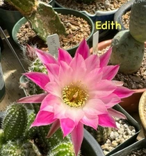 EDITH Chamaecereus European Hybrid Rooted Plants Peanut Cactus