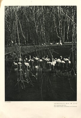 Flamingos im Tierpark Hellabrunn in München XL 1937 Fotoabb.  Susanna Blasel Zoo