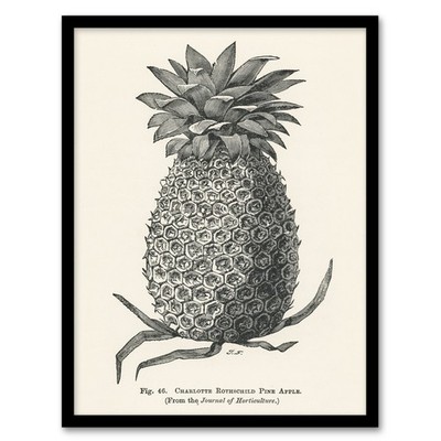 John Wright Framed Wall Art Vintage Black White Pineapple Illustration