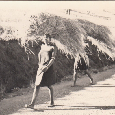 1941 Original Photo Native Zulu Women Carrying Straw Hay Harvest South Africa
