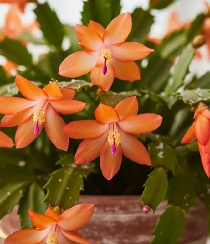 Orange Christmas Cactus - 5-6" tall - 2 Plant in 3" Pot - Holiday Cactus
