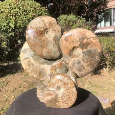 14.23LB TOP Natural Beautiful ammonite fossil conch Crystal specimen heals 3001