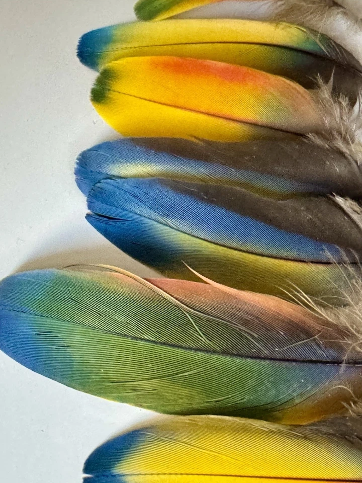 50 plumas de guacamayo escarlata surtidas - naturales, vibrantes y éticamente coleccionables Foto 2 de 3