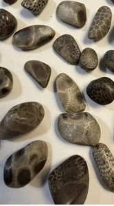 Lot of small/tiny polished Petoskey/Charlevoix stones/fossils, Great for Crafts!