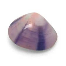 Polished Purple Venus Clam Shell MATCHING PAIR Beautiful Purple Clam Shell