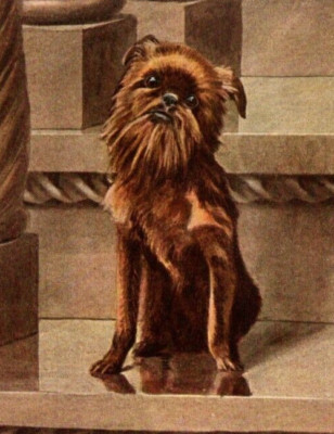 Antique Dog Artwork: Louis Fuertes - King Charles Spaniel and Brussels Griffon