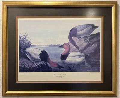 John James AUDUBON Canvas backed Duck From The Birds of America Amsterdam Gold