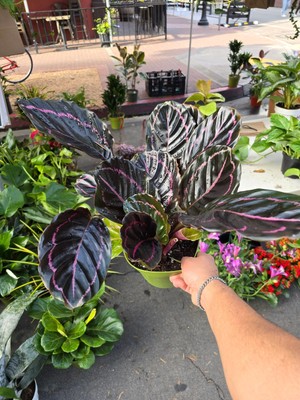 6 inch Pot - Dottie Rose Painted Prayer Live Plant - Calathea roseopicta 'Dottie