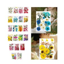 Dried Pressed Flowers for Scrapbooking Craft Making Dry Pressing Floral Set for