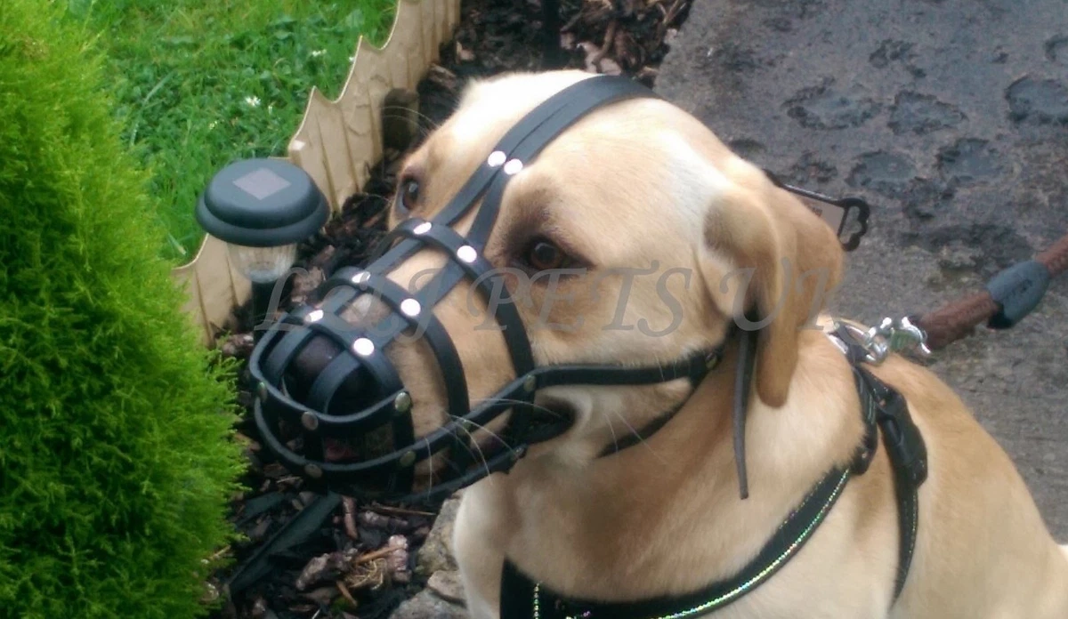 Light cheap dog muzzle