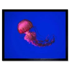 Singh Pink Jellyfish 12X16 Inch Framed Art Print