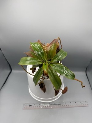 Nepenthes Villosa Tambuyukon XL Specimen | eBay