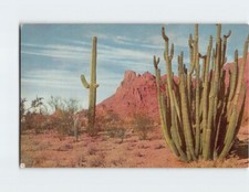Postcard Organ Pipe Cactus, Organ Pipe Cactus National Monument, Ajo, Arizona