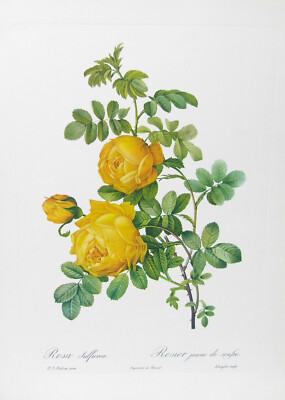 ROSA SULFUREA Yellow Botanical Rose print by Pierre-Joseph Redouté  - 15 x 11