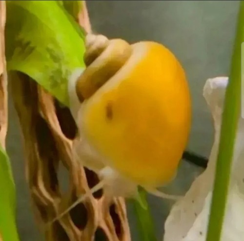 BUY2GET1 Oyster Shell CALCIUM TABLETS! For Mystery Snails Healthy Shell! 🐌 - Picture 2 of 3