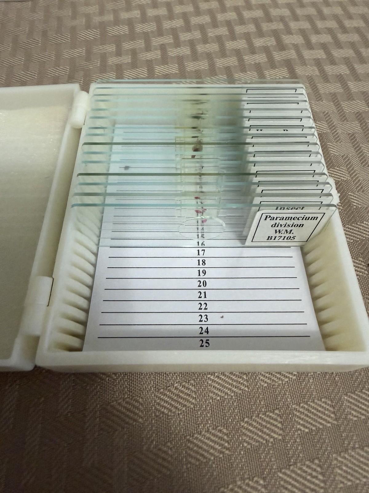 Prepared Small Organisms Microscope Slides Home Science Tools Homeschool