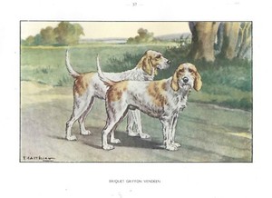 1930s Castellan France Dog Art Watercolor Print BRIQUET GRIFFON VENDEEN HOUND