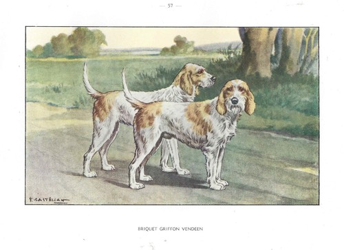 1930s Castellan France Dog Art Watercolor Print BRIQUET GRIFFON VENDEEN HOUND