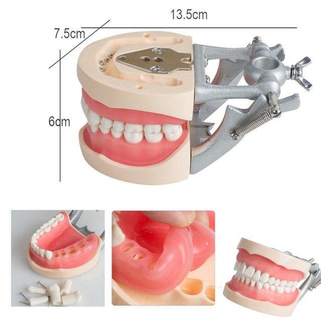 Dentist Dental Universal Adult Removable Teeth Tooth Model Articulated