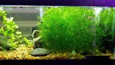 Guppy Grass – Live Freshwater Plant – Buy 2 Get 1 Free – Great for Fry & Shrimp