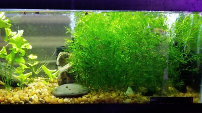 Guppy Grass   Live Freshwater Plant   Buy 2 Get 1 Free   Great for Fry & Shrimp