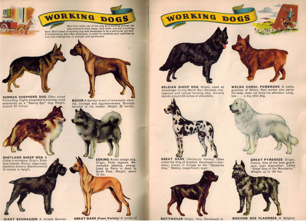 Region Top Ten Dog Breeds Weight The World's Biggest Great