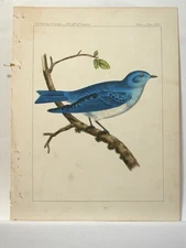 28 Hand Colored Lithographs of Western Birds Made for the U. S. Government 1853