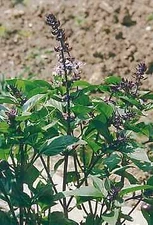 Basil Blue Spice    1,000 seeds