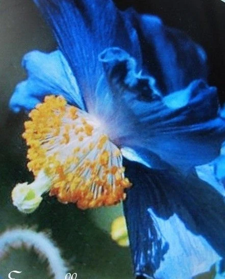 ♫ PAVOT Himalaya 'Fleur Bleue' Papaver meconopsis ♫ Graines ♫ Ornement Méllifère