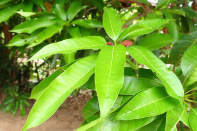 ORGANIC Dried Mango Leaf for tea Homemade 100% Pure Premium Quality Health Care