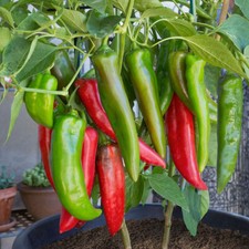 50 ANAHEIM CHILE HOT PEPPER SEEDS NON-GMO FRESH FOR YOUR GARDEN